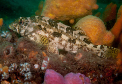 Chironemus marmoratus