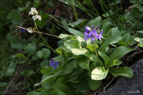 Image of Veronica grandiflora by (c) Dmitry Kulakov, some rights reserved (CC BY)