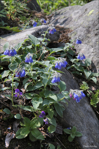 Image of Mertensia kamczatica by (c) Dmitry Kulakov, some rights reserved (CC BY)