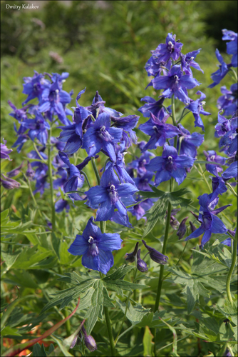 Image of Delphinium brachycentrum by (c) Dmitry Kulakov, some rights reserved (CC BY)