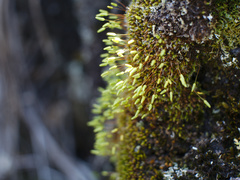 Leptostomum macrocarpum