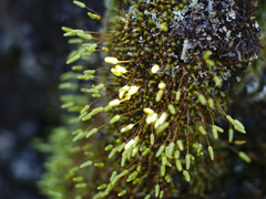 Leptostomum macrocarpum