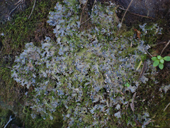 Peltigera nana