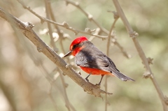 Pyrocephalus rubinus