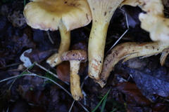 Cantharellus amethysteus