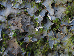 Peltigera nana