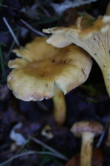 Cantharellus amethysteus