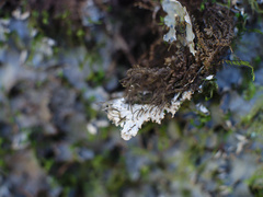 Peltigera nana