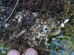 Peltigera nana