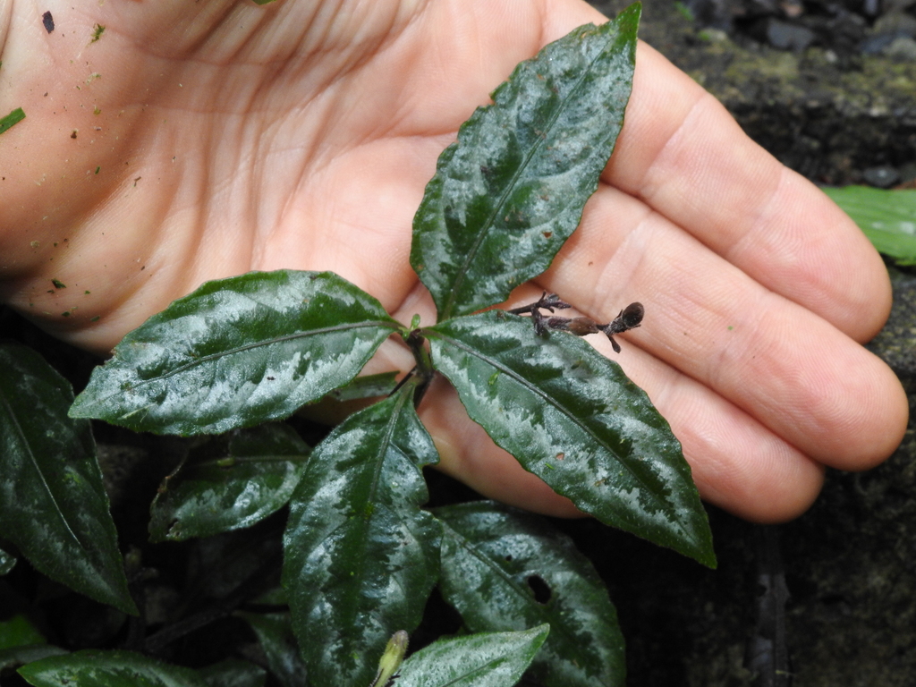 Ruellia biolleyi