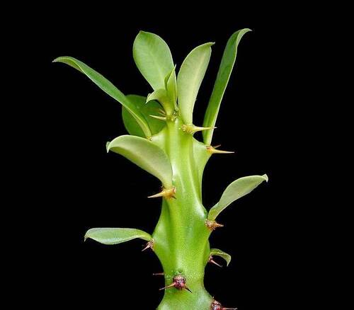 Euphorbia cattimandoo
