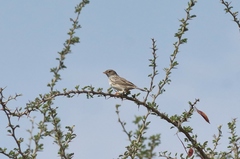 Rhopospina alaudina