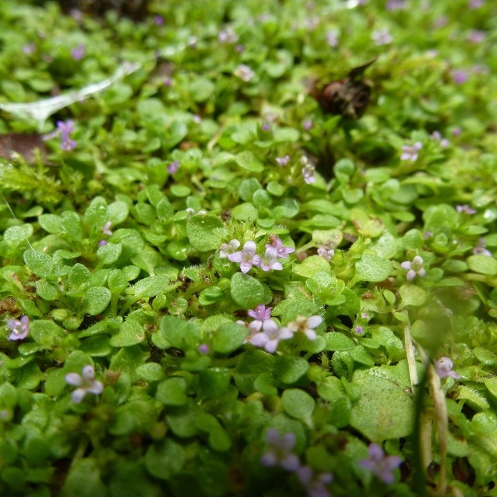 Mentha requienii