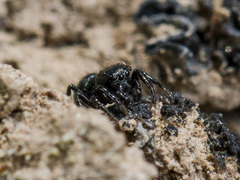 Chalcoscirtus nigritus