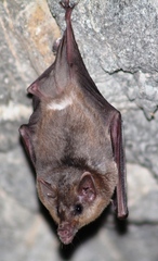 Platalina genovensium