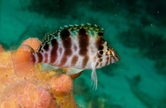 Cirrhitichthys aprinus