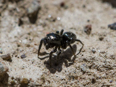 Chalcoscirtus nigritus