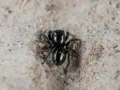 Chalcoscirtus nigritus