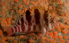 Cirrhitichthys aprinus