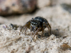 Chalcoscirtus nigritus