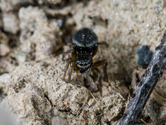 Chalcoscirtus nigritus