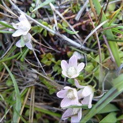 Lysimachia tenella