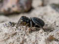 Chalcoscirtus nigritus