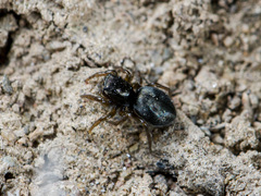 Chalcoscirtus nigritus