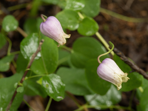 Clematis versicolor, photograph 2