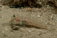 Istigobius hoesei