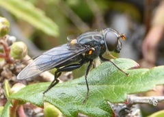 Helophilus hochstetteri