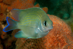 Mecaenichthys immaculatus