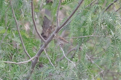 Sporophila telasco