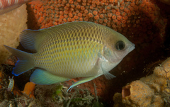Mecaenichthys immaculatus