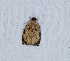 Sycacantha inopinata