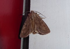 Ichneutica averilla