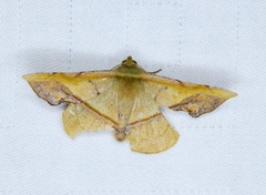 Fascellina plagiata