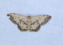 Idaea phaeocrossa