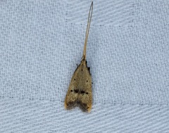 Lecithocera erecta
