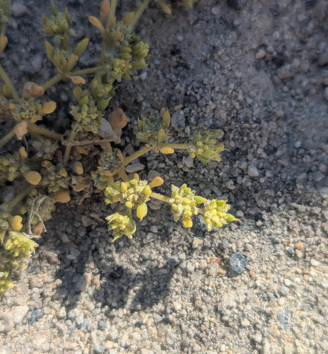 golden goodmania (Goodmania luteola)