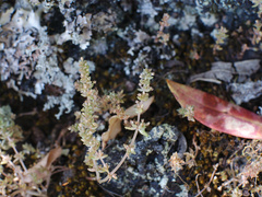 Crassula colligata colligata