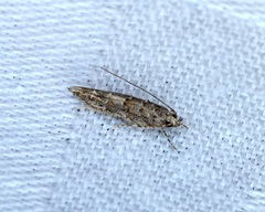 Metharmostis multilineata