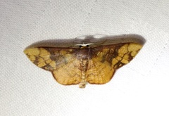 Metallaxis semipurpurascens