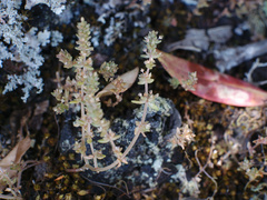 Crassula colligata colligata