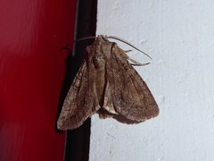 Ichneutica averilla