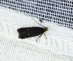 Pexicopia melitolicna