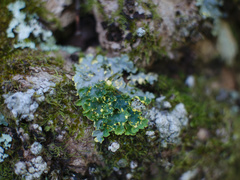 Podostictina pickeringii