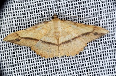 Pseudonadagara semicolor