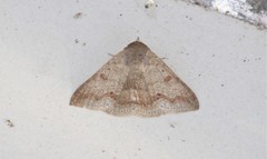 Ericeia pertendens