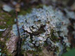 Podostictina pickeringii